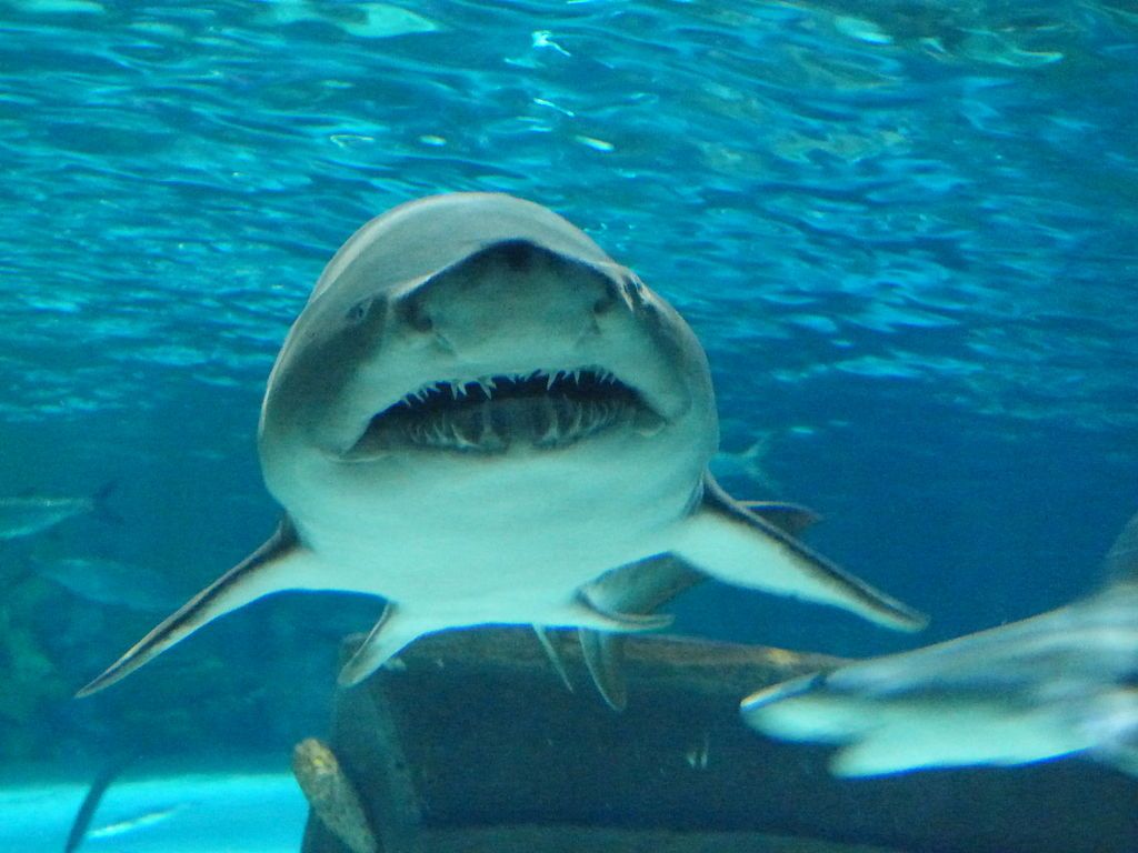 Sand tiger shark in Ripley’s Aquarium of Myrtle Beach