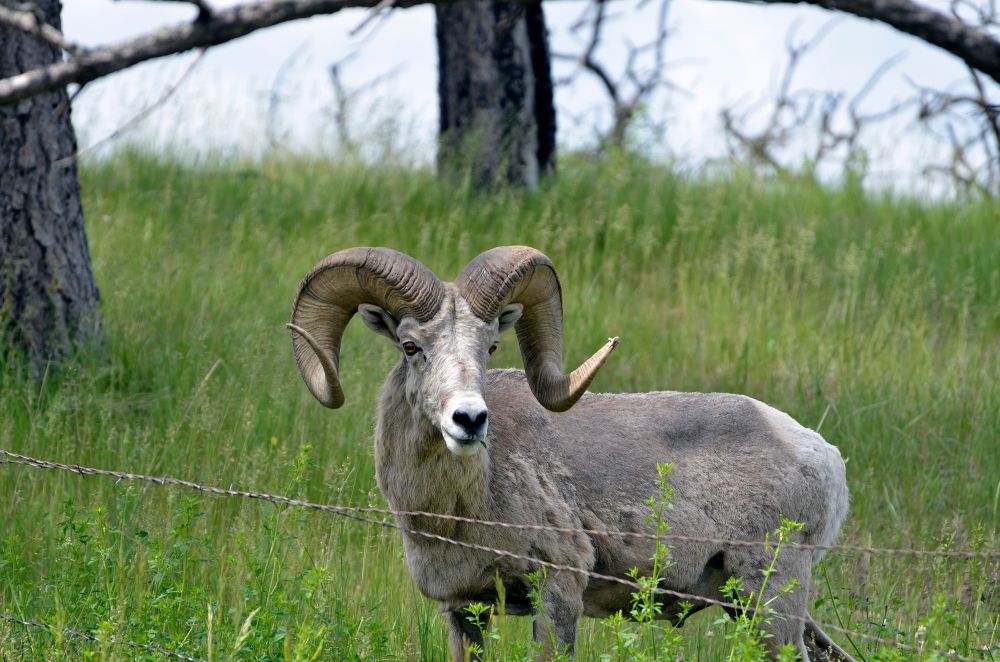 Big horn sheep at Chadron State Park