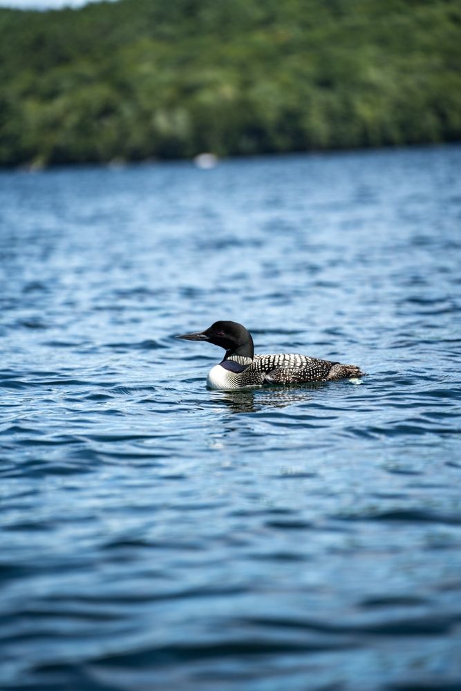 Loon bird on the waters of Squam Lake