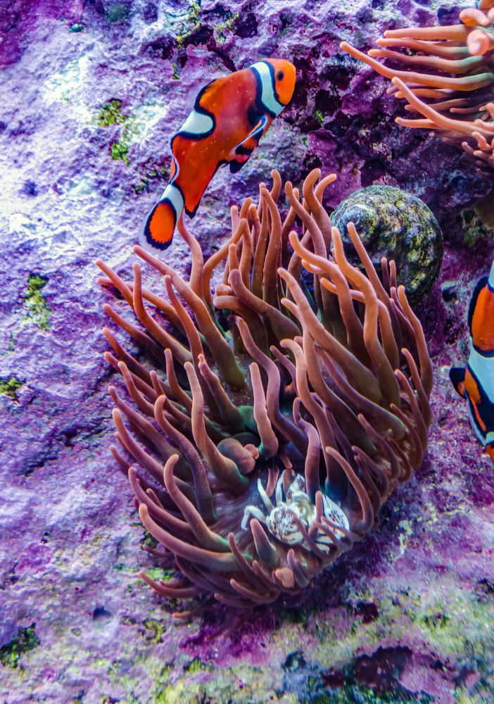 Clownfish in Adventure Aquarium