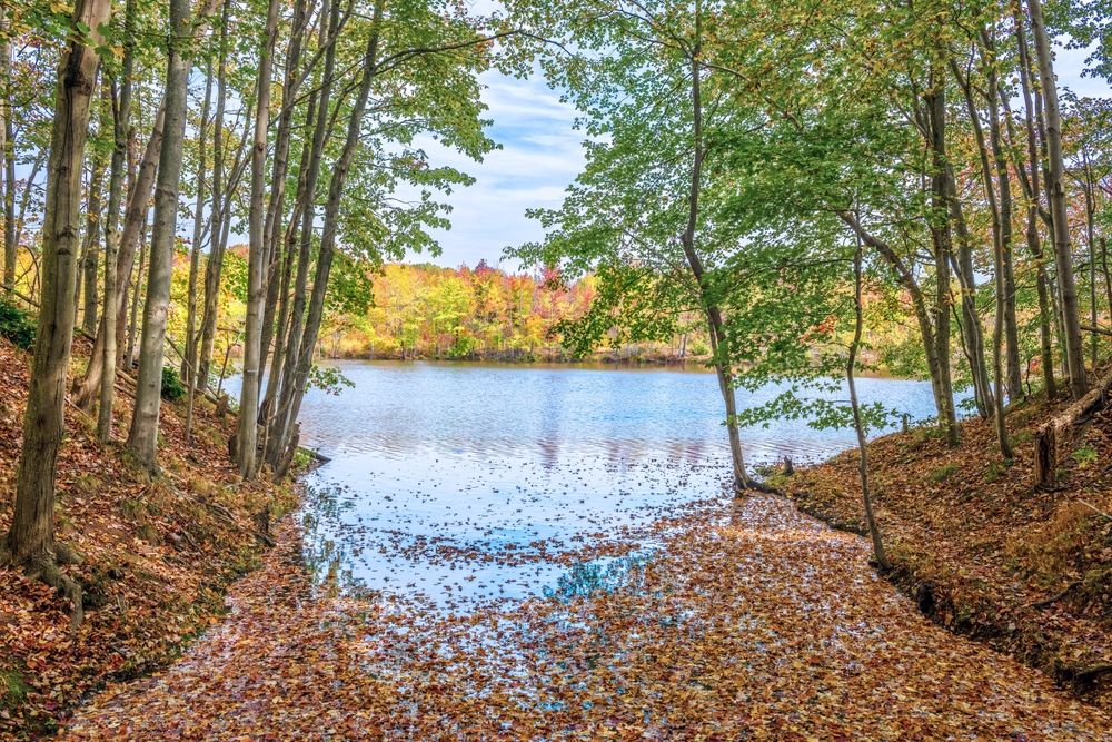 McCormack Lake at Plainsboro Preserve