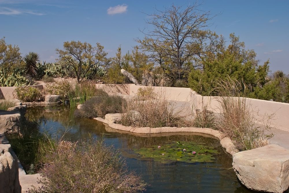 Plants surrounding Living Desert Zoo and Gardens State Park's lily pond