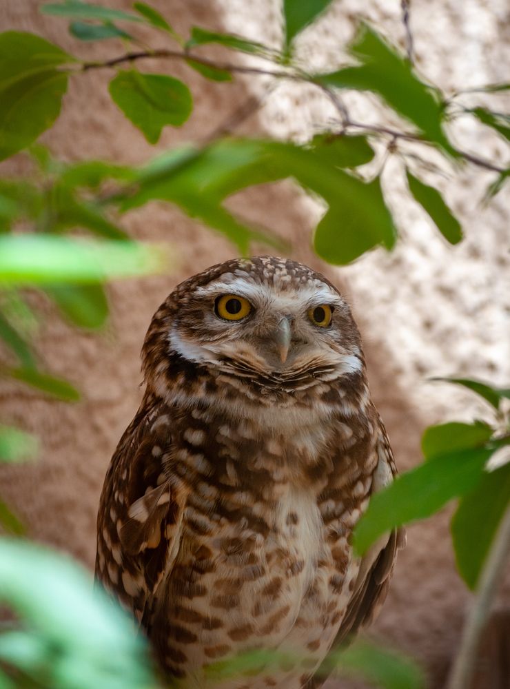 An owl at Living Desert Zoo and Gardens State Park