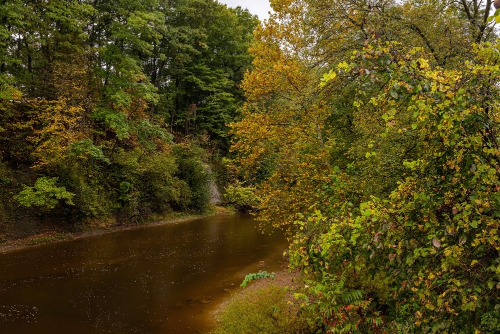 Trees around Conneaut Creek