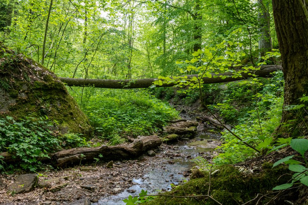 Nature view at Salt Fork State Park