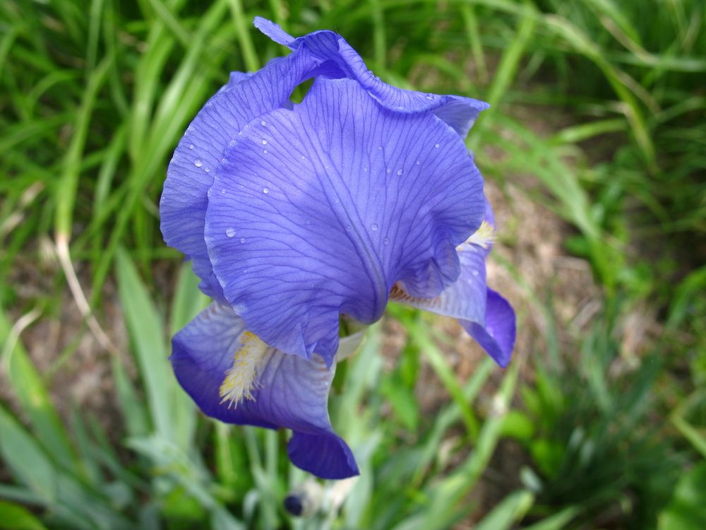 Beautiful flower at Salt Fork State Park
