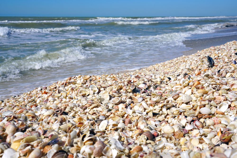 Shells in Sanibel Island