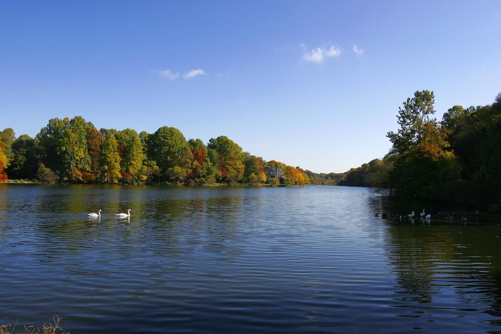 Swans on the water of Lake Elkhorn