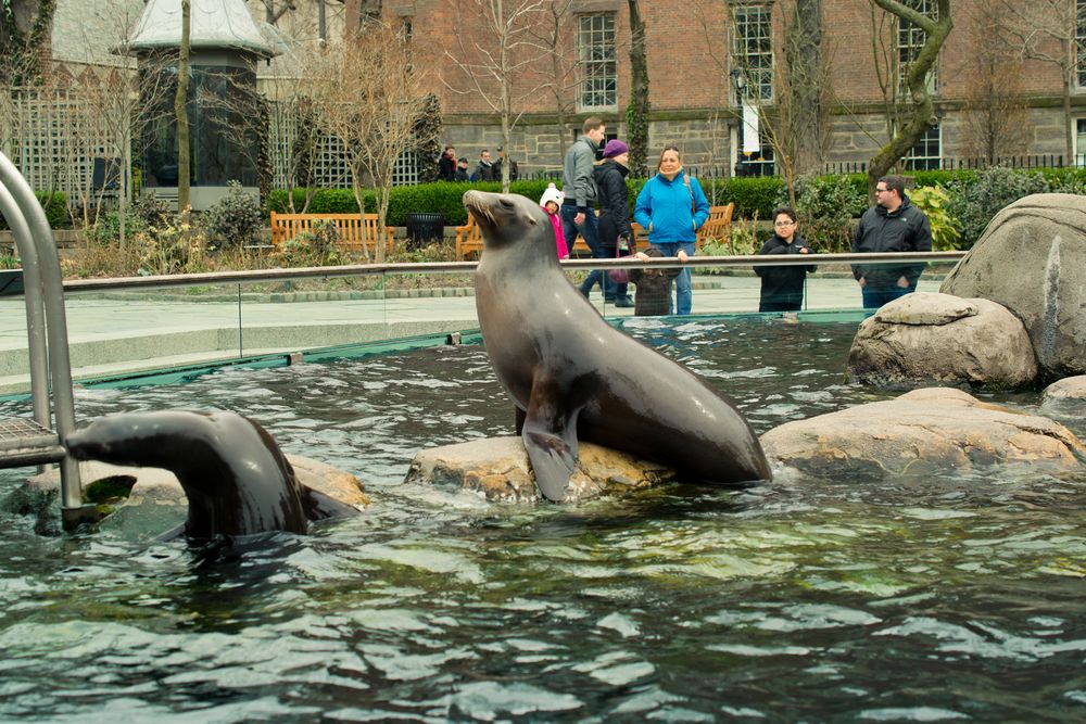 Sea lion at Central Park Zoo