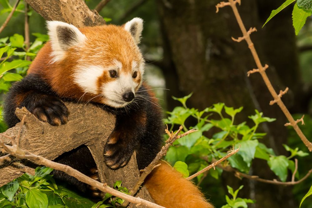 A red panda at Central Park Zoo