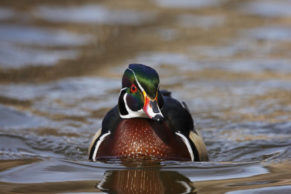 A duck on the waters of Harlem Meer