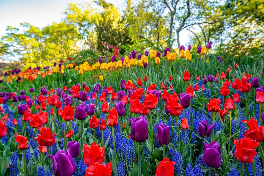 Vibrant flowers at Shakespeare Garden