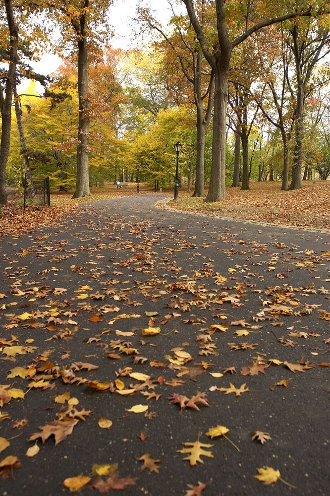 Fall foliage on the Ramble's paved trail
