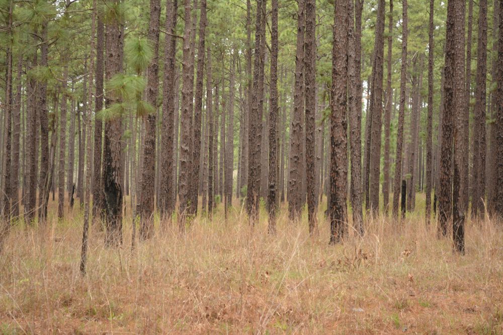 Woodsy area of Davy Crockett National Forest