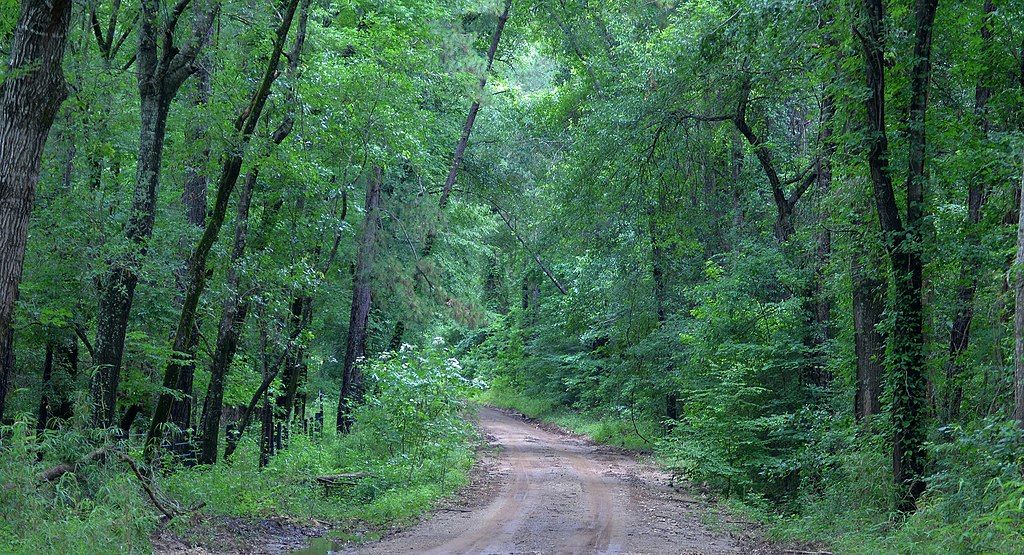 Trail lined with trees at Davy Crockett National Forest