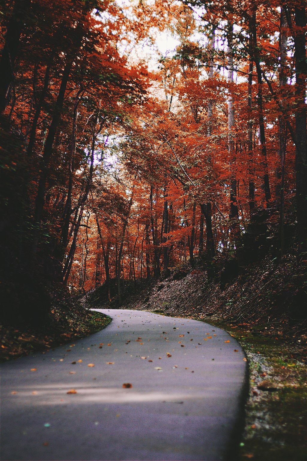 Pathway of Clarksville Greenway