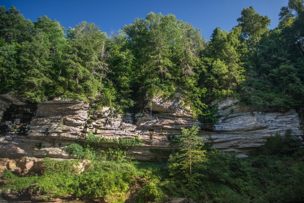 Lush trees at Cummins Falls State Park