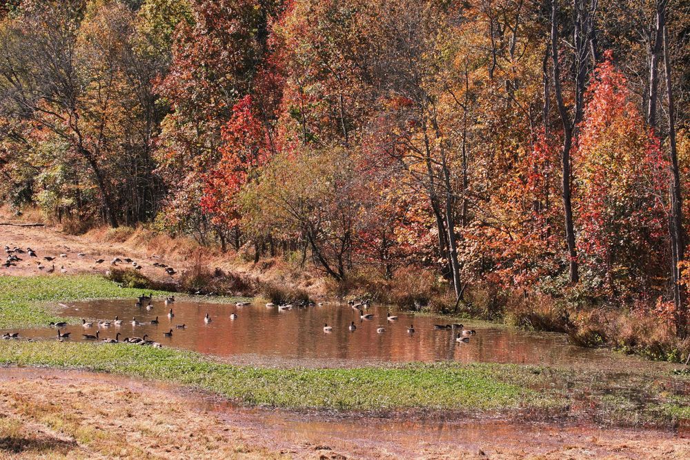 Scenic view of Cub Run Stream Valley Trail