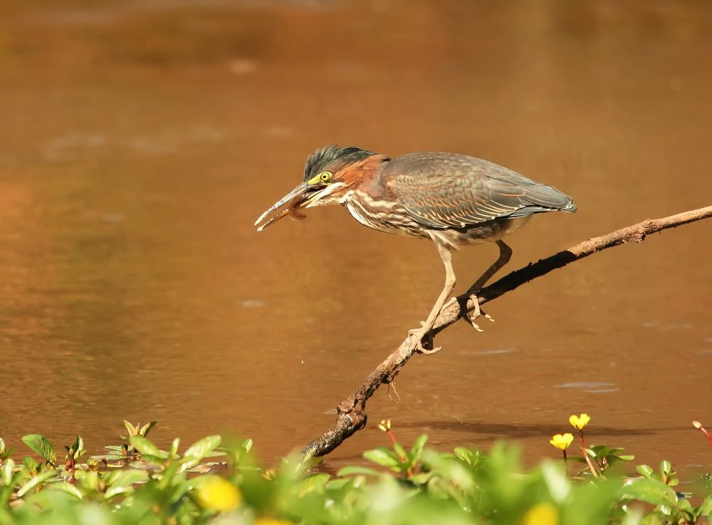 A bird at Cub Run Stream Valley Trail