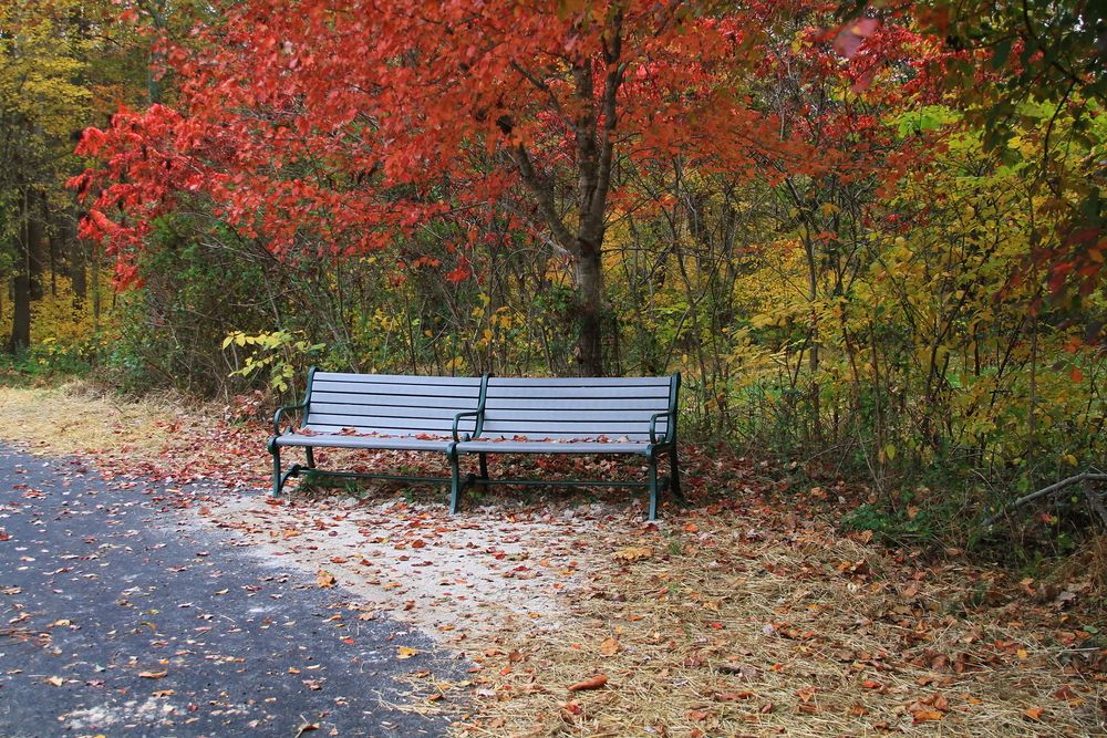 A wooden bench along Ellanor C. Lawrence Park's trail