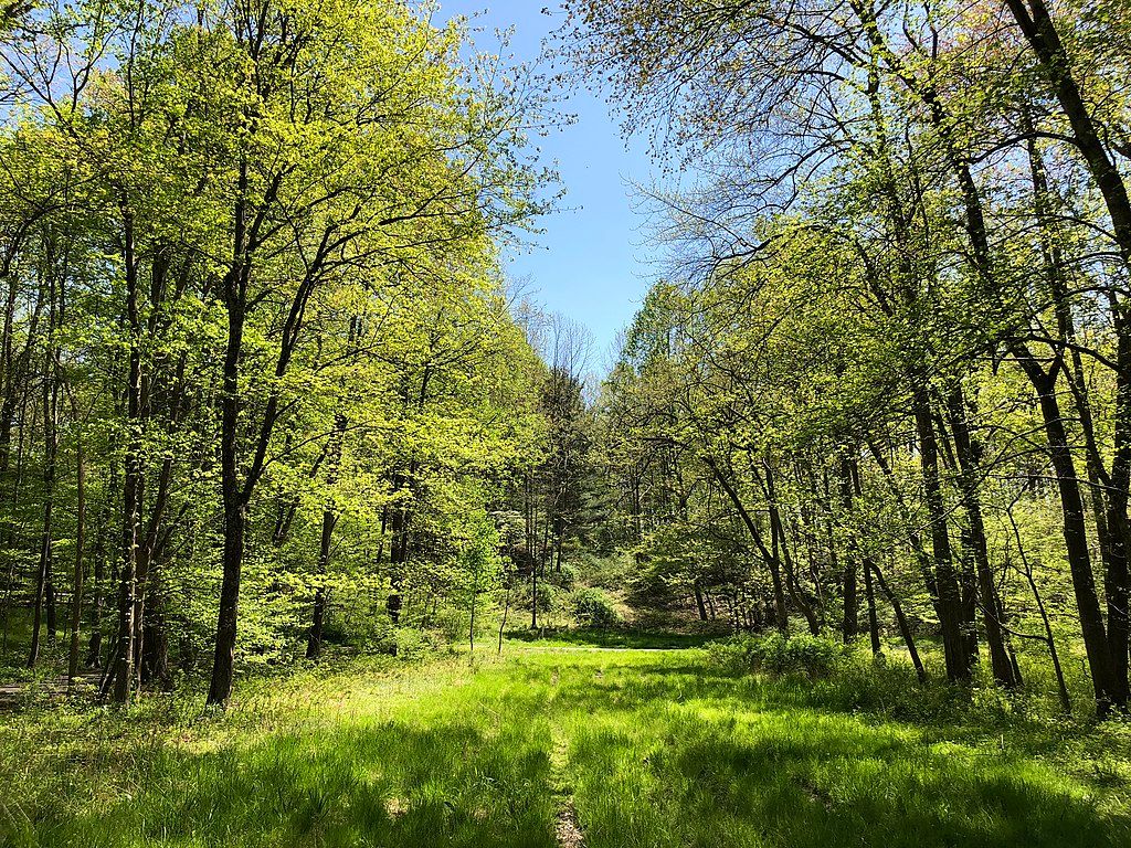 Nature trail at Rocky Run Stream Valley Trail