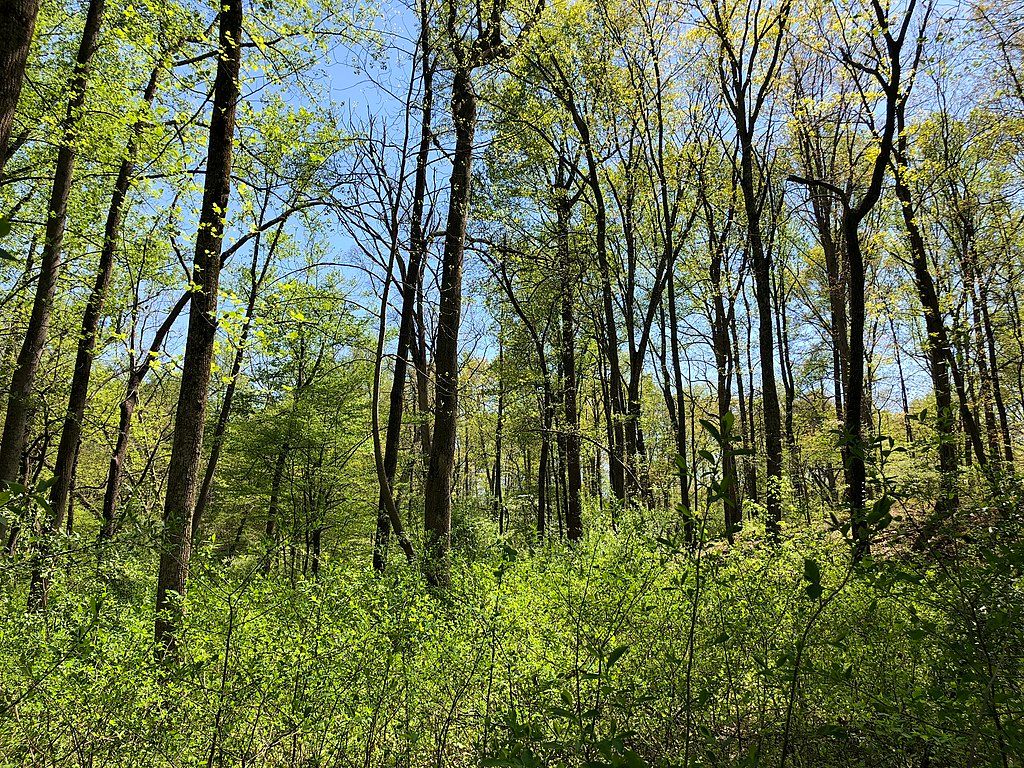 Trees at Rocky Run Stream Valley Trail