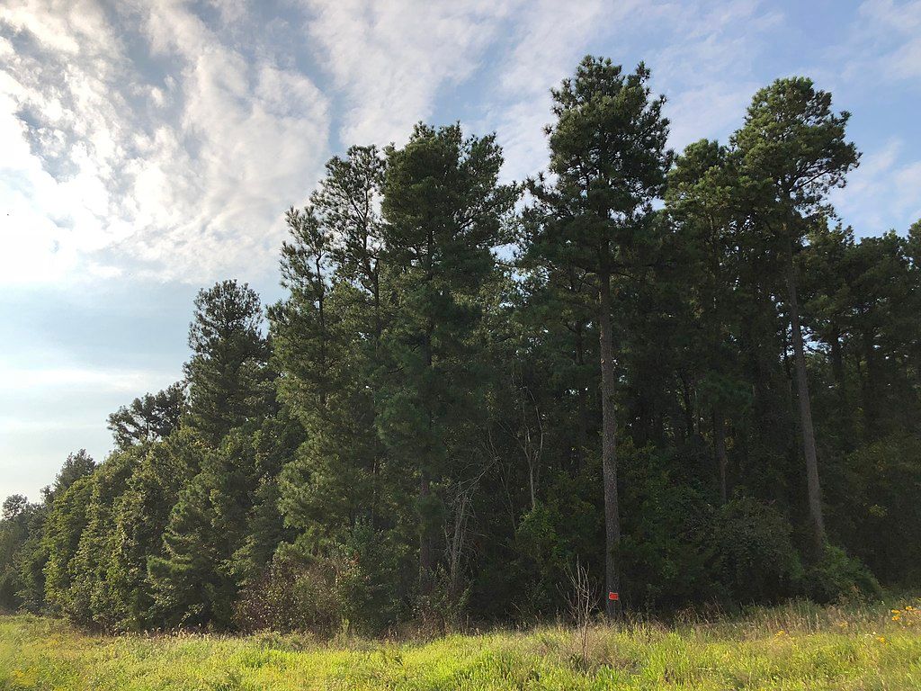 View of a forest from Sully Historic Site