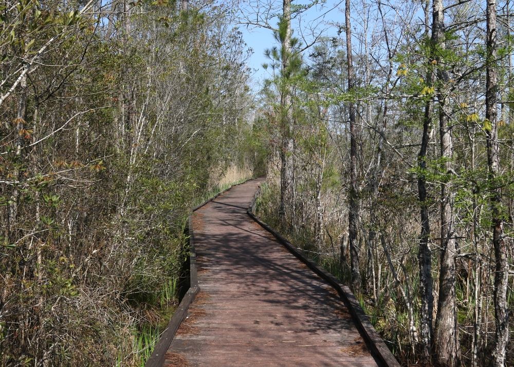 Boardwalk at Alligator River National Wildlife Refuge