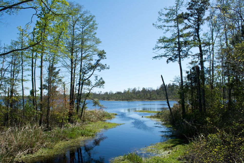 The waters of Alligator River National Wildlife Refuge