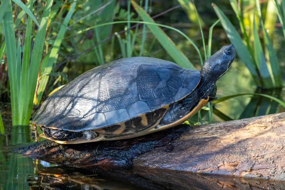 A turtle at the Alligator River National Wildlife Refuge