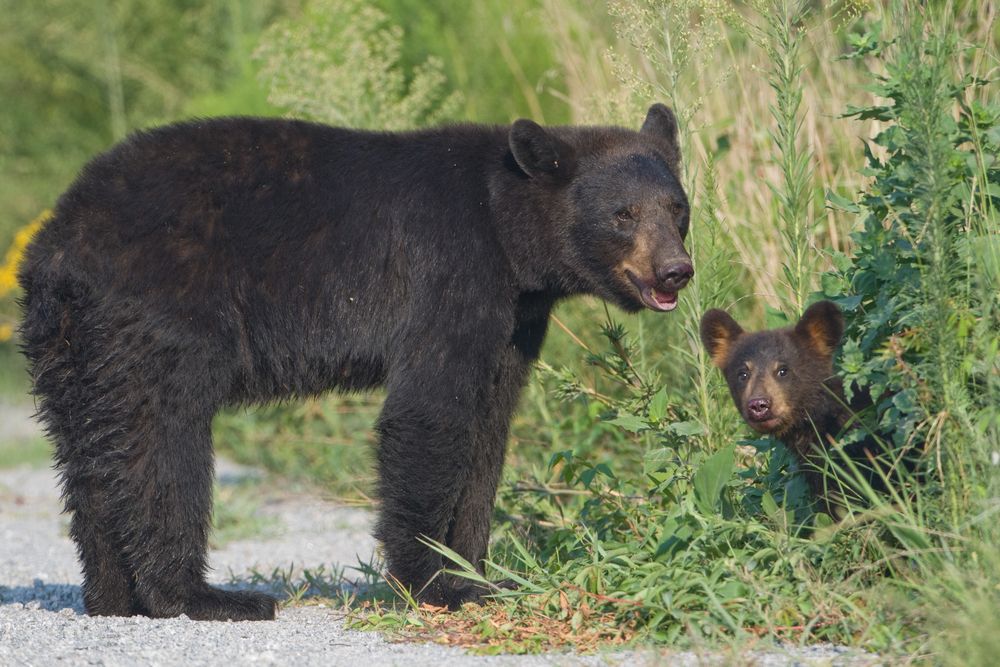 Bears at the Alligator River National Wildlife Refuge