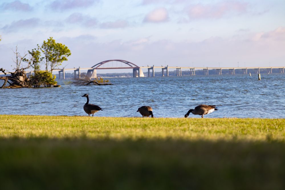 Geese at Lewisville Lake