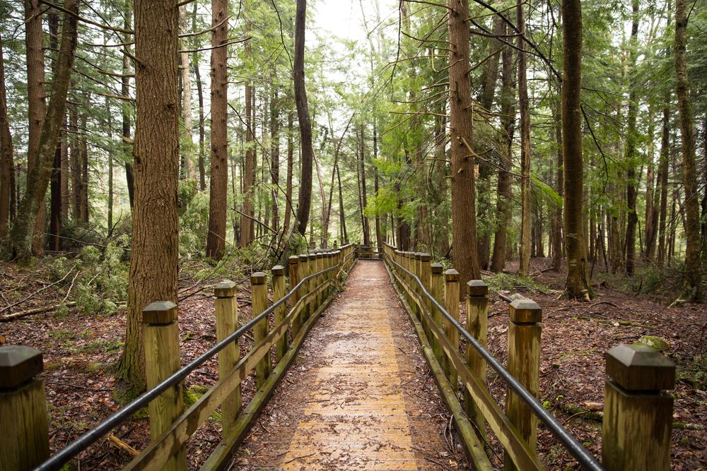 Hiking trail at Swallow Falls State Park