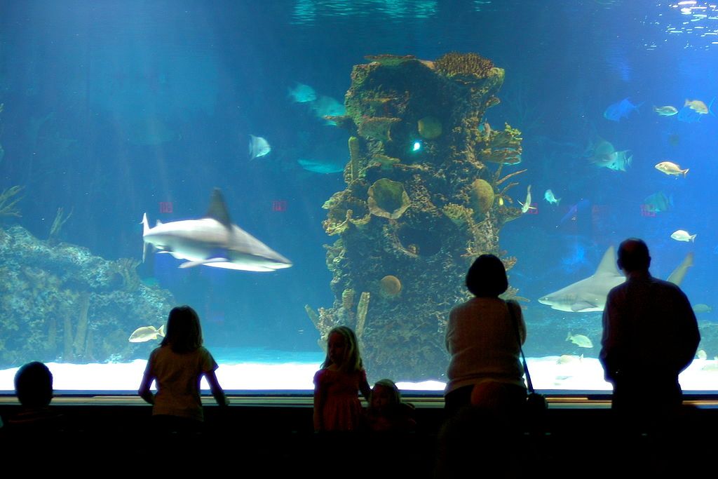 People observing the marine animals in Newport Aquarium