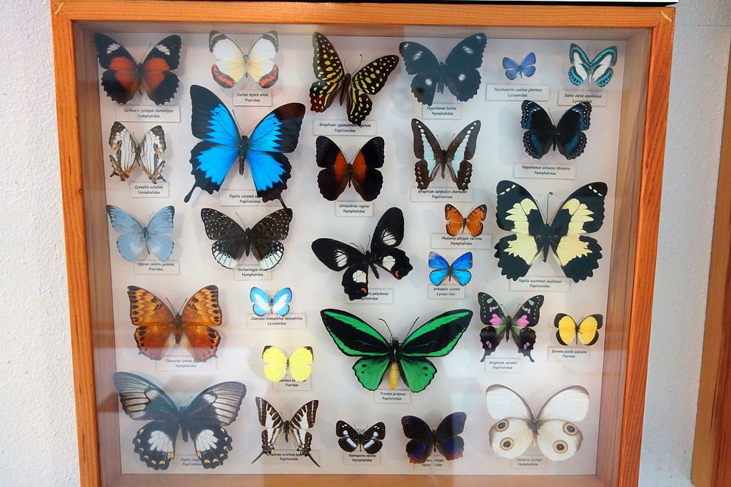 Butterfly exhibit in Bohart Museum of Entomology