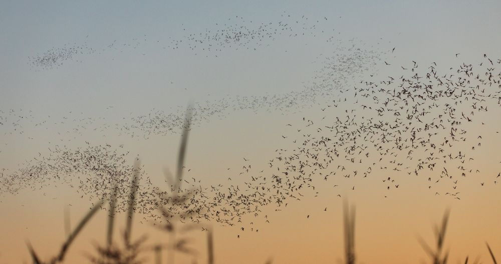 Flock of birds over Yolo Bypass Wildlife Area