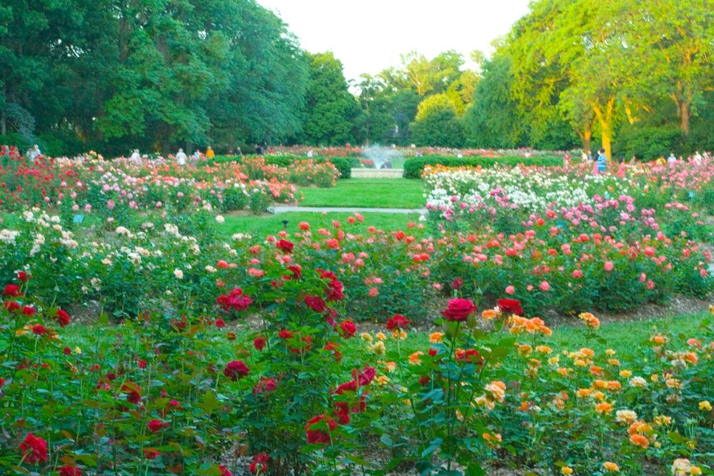 Colorful roses at Columbus Park of Roses