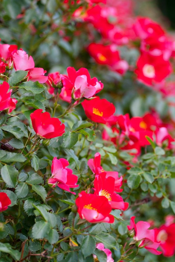 Lovely flowers at Columbus Park of Roses