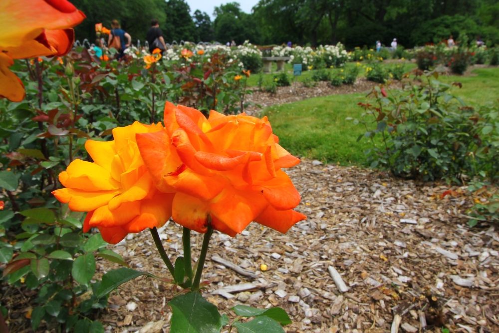 A vibrant flower at Columbus Park of Roses