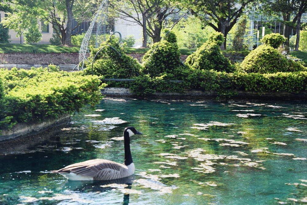 A duck on the waters of Topiary Park