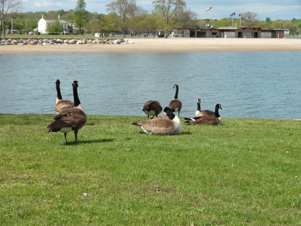 Geese on the grounds of Cove Island Park