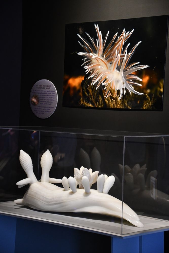 An exhibit in the Maritime Aquarium
