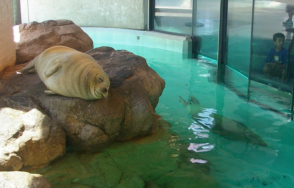 Harbor seal at Maritime Aquarium
