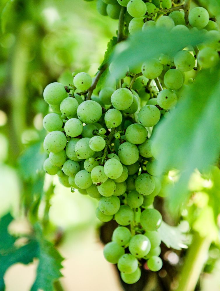 Grapes at Stone Tower Winery
