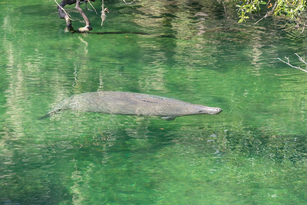Manatee at Blue Spring State Park