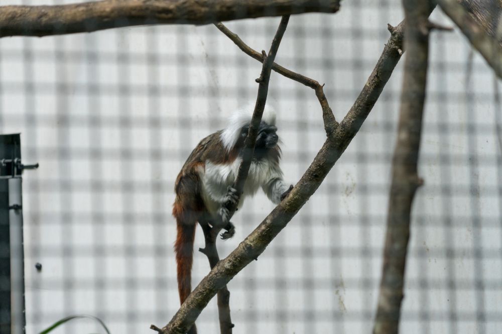 A monkey at Central Florida Zoo & Botanical Gardens