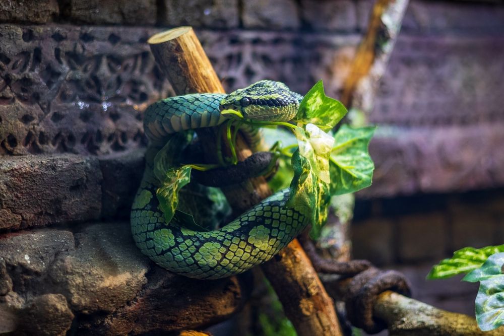 A snake at Central Florida Zoo & Botanical Gardens