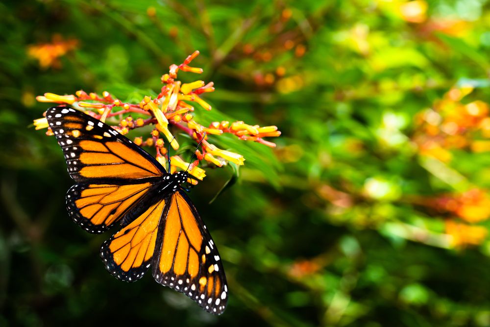 Butterfly at Harry P. Leu Gardens