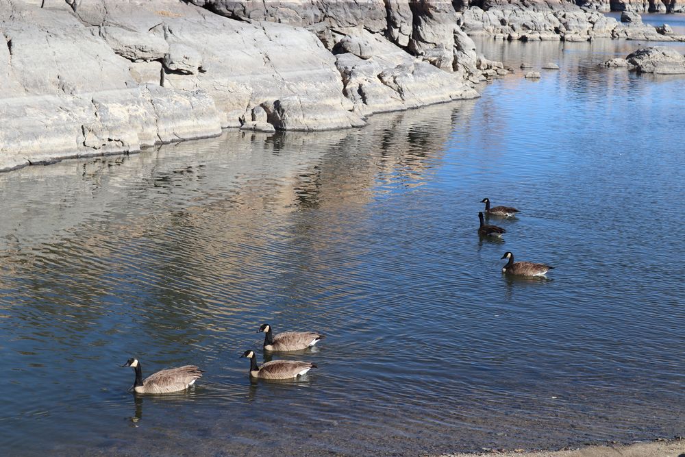 Geese on the waters of Watson Lake