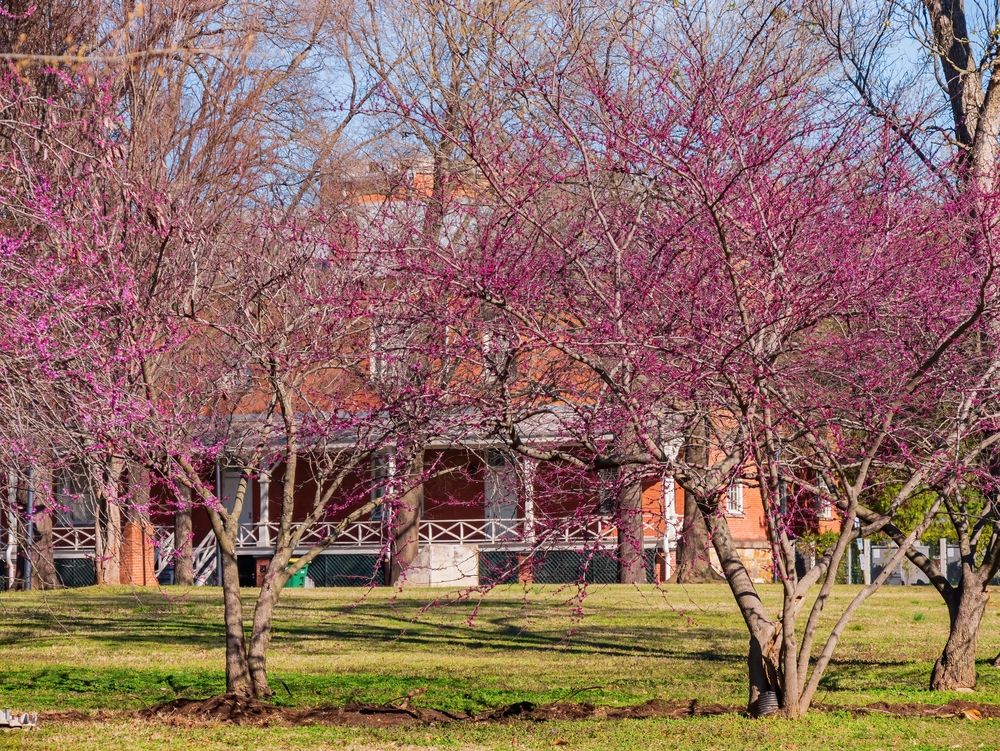 Redbud blossom trees at MacArthur Park